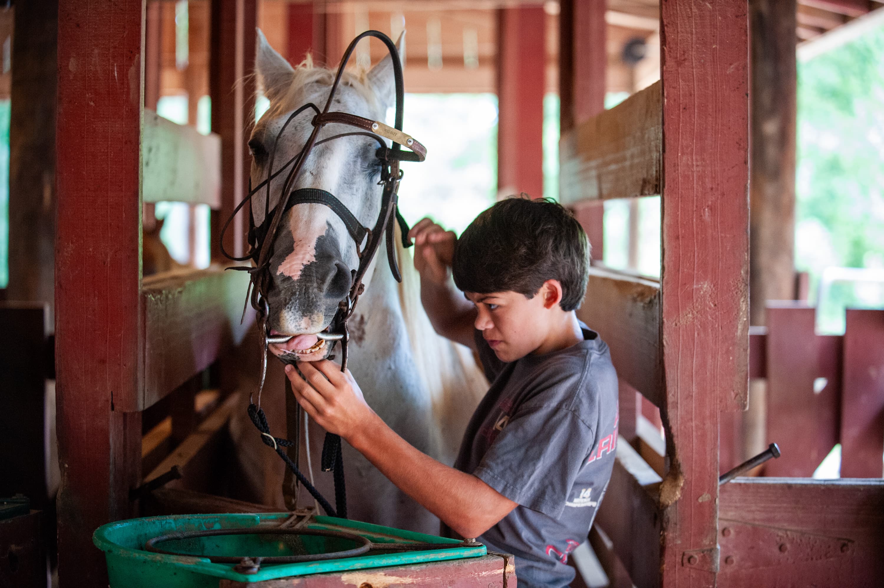 A person adjusting the bridle of a white horse in a stable.